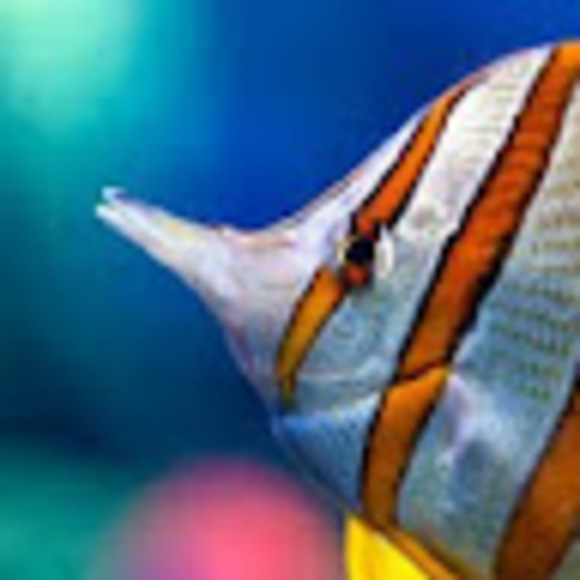 Meet your Posher, Andreya - Picture 1 of 1